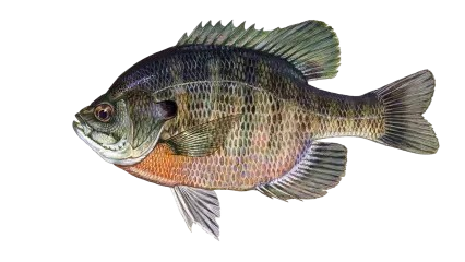 Red Ear Sunfish